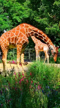Giraffes 01