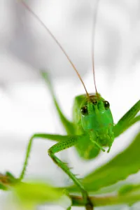 Grasshopper