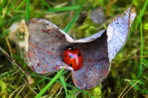 Ladybug