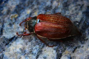 May Beetle