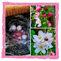 Collage 012 - Bird offspring in our garden