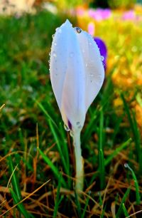 Crocus 03