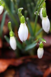 Snowdrop 01