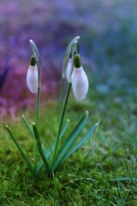 Snowdrop 02