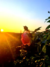 Sunset Rose
