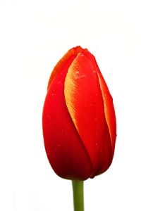 Tulip 01