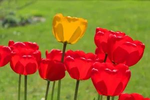 Yellow Tulip among Reds