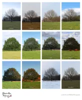 Tree Calendar