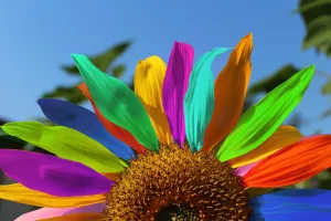 Sunflower Colors