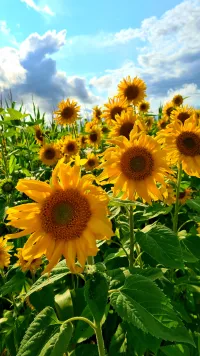 Sunflowers 009
