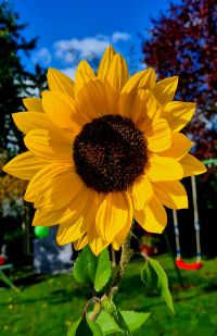 Sunflowers 022